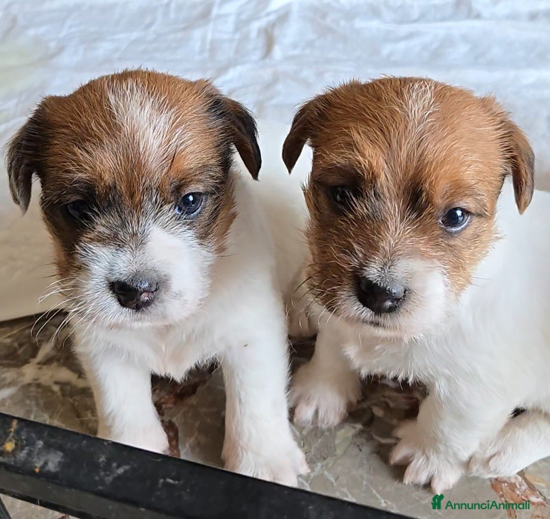 Jack Russell cani Cuccioli di Jack Russell  - Annuncio 1