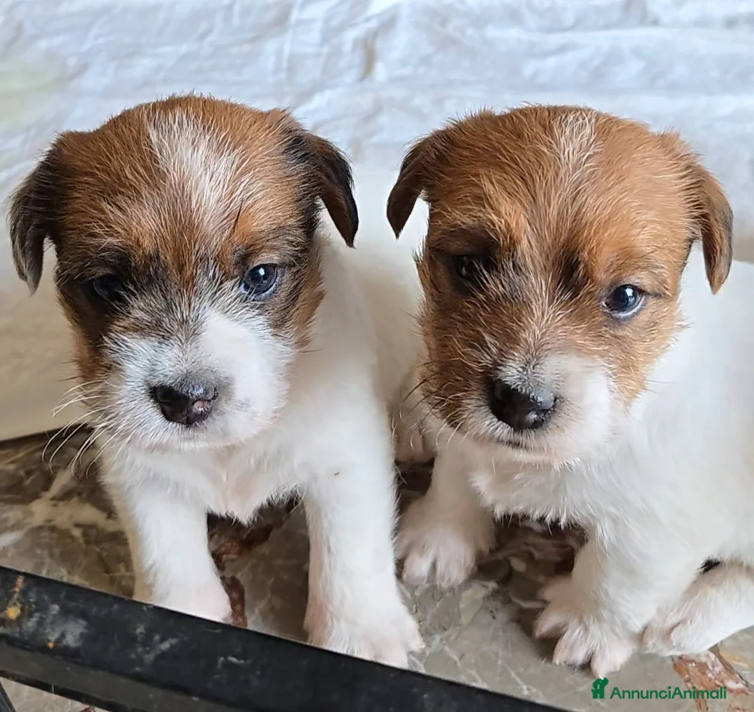 Jack Russell cani in vendita: Cuccioli di Jack Russell  - Annuncio 2