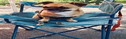 Chihuahua cani per accoppiamento: Femmina per accoppiamento  a Provincia di Cuneo - Annuncio 3