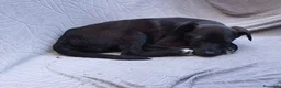 Meticcio cani in regalo: Totò  - Annuncio 4