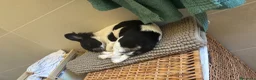 Chihuahua cani in vendita: Chihuahua cucciola 5 mesi a Città metropolitana di Milano - Annuncio 3