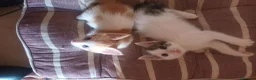 Meticcio gatti in regalo: Gattini dolcissimi e affettuosi  a Provincia di Verona - Annuncio 4