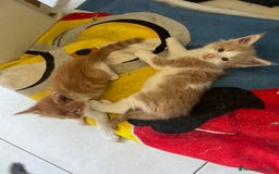 Maine Coon gatti in vendita: Cuccioli di Maine Coon a Città Metropolitana di Torino - Immagine 4