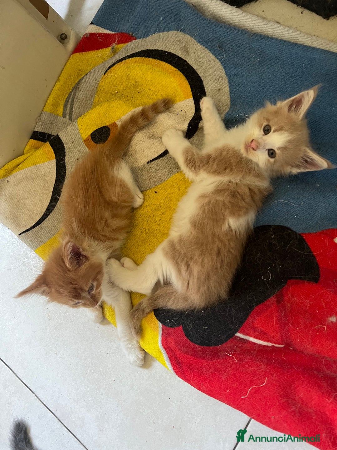 Maine Coon gatti in vendita: Cuccioli di Maine Coon a Città Metropolitana di Torino - Immagine 4