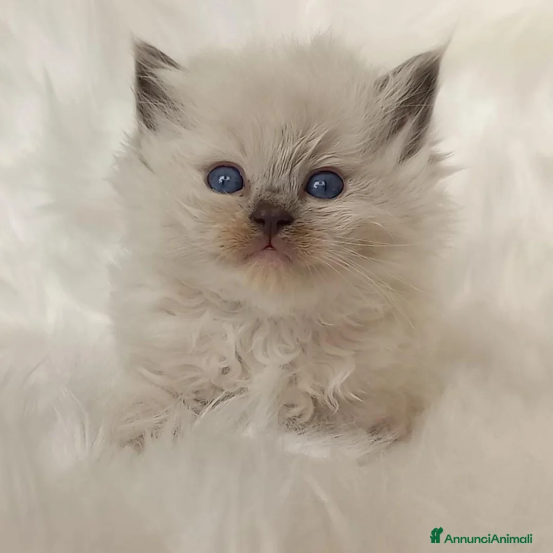 Immagine della galleria {{count}}