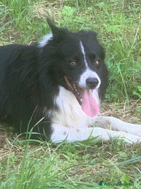 Bearded Collie cani Border Collie maschio  per accoppiamento - Annuncio 1