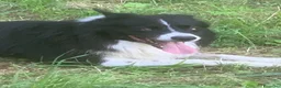 Bearded Collie cani per accoppiamento: Border Collie maschio  per accoppiamento - Annuncio 1