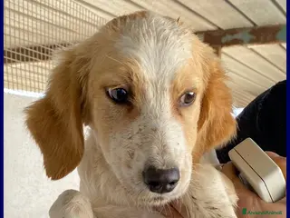 Meticcio cani MIAMI tg mediopicc. in cerca di casa - Annuncio 33