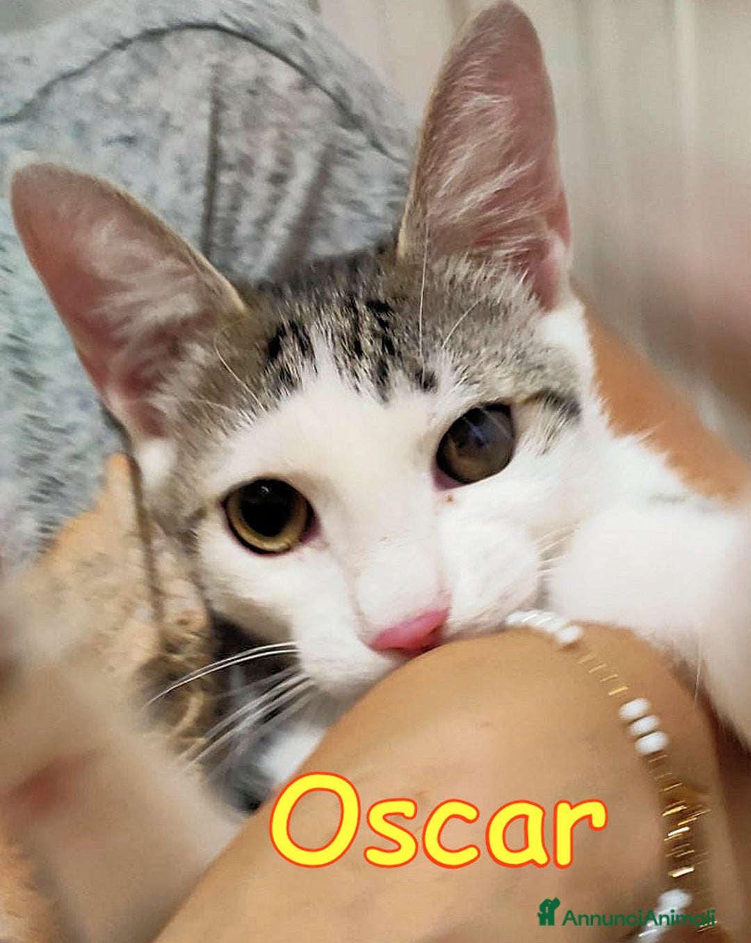 Europeo gatti in regalo: 📍ADOZIONE URGENTE PER OSCAR - Annuncio 1