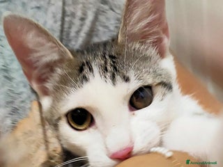 Europeo gatti 📍ADOZIONE URGENTE PER OSCAR - Annuncio 2