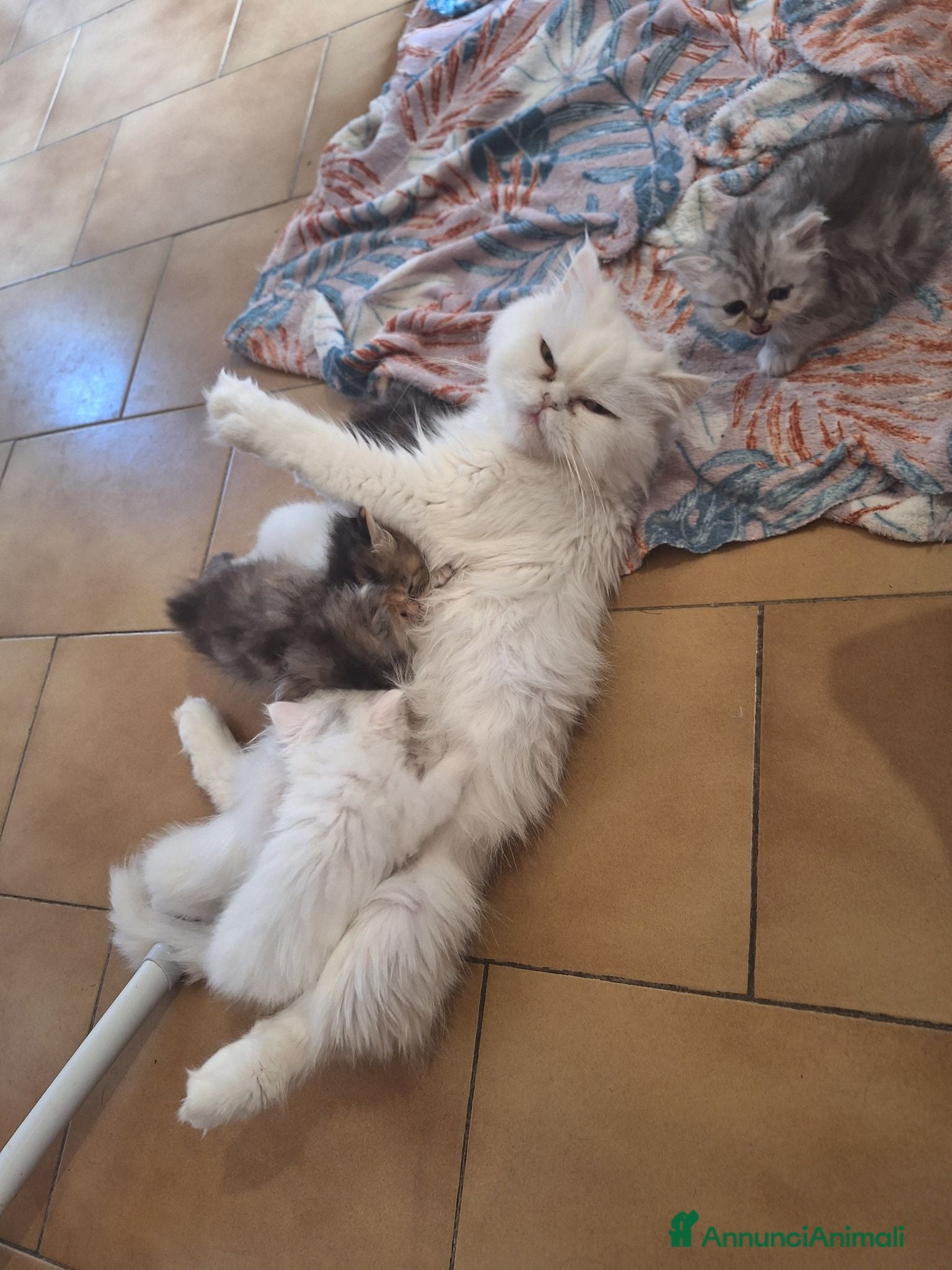 Persiano gatti Persiane chinchilla - Annuncio 5