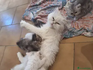 Persiano gatti Persiane chinchilla - Annuncio 19