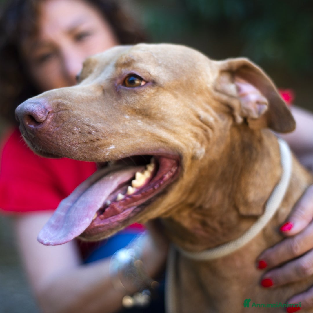 Pitbull cani in regalo: KIRA DAL DIVANO AL CANILE, IN ADOZIONE - Annuncio 2