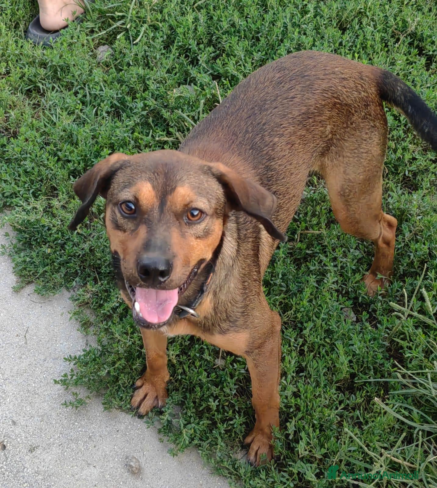 Meticcio cani in regalo: Jordan: cucciolotto taglia contenuta socievole  - Annuncio 41