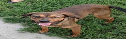 Meticcio cani in regalo: Jordan: cucciolotto taglia contenuta socievole  - Annuncio 1