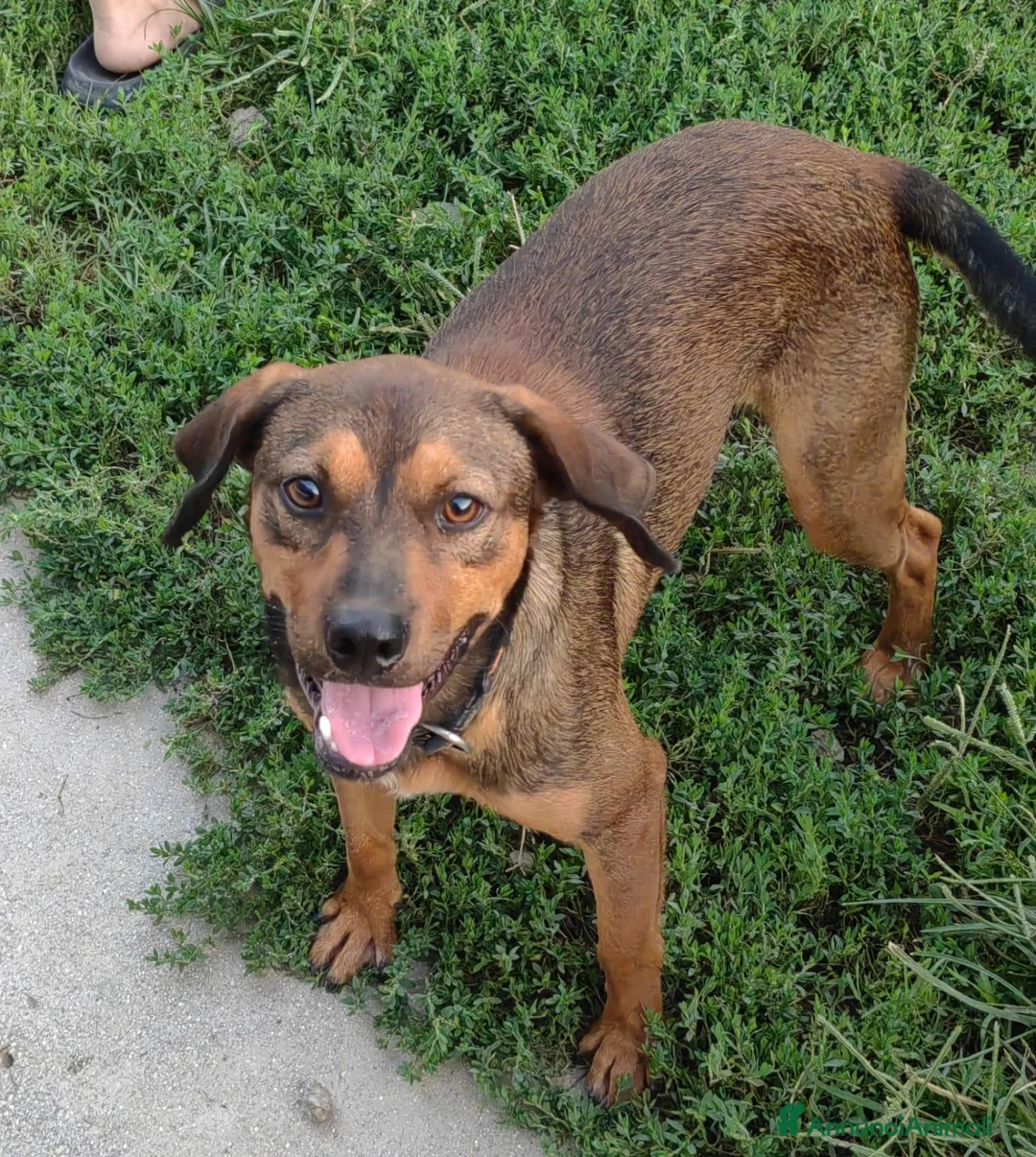 Meticcio cani in regalo: Jordan: cucciolotto taglia contenuta socievole  - Annuncio 1