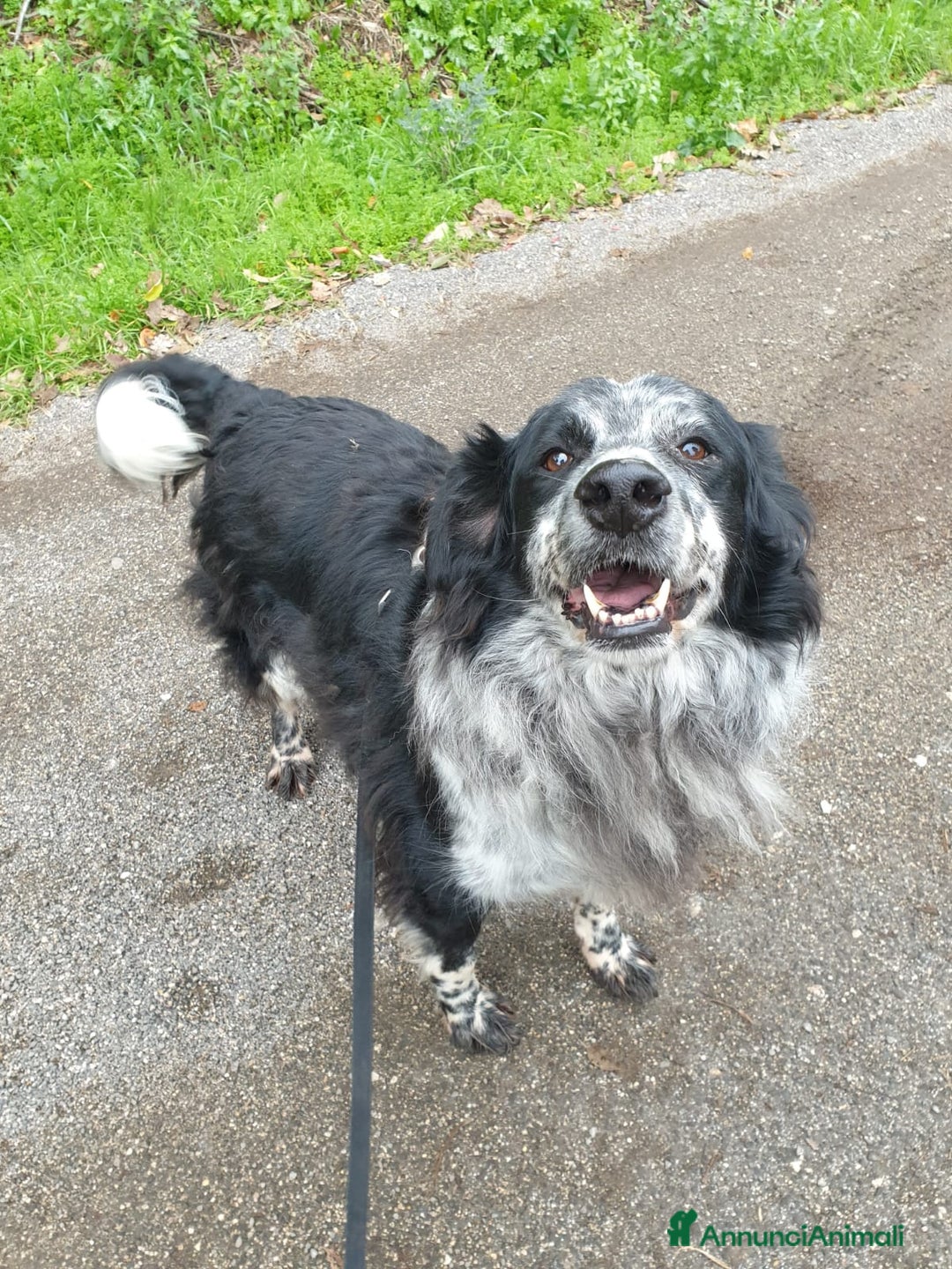 Meticcio cani in regalo: 2fratelli mix caccia vissuti 9anni in 1lager.ROMA a Città metropolitana di Milano - Annuncio 6