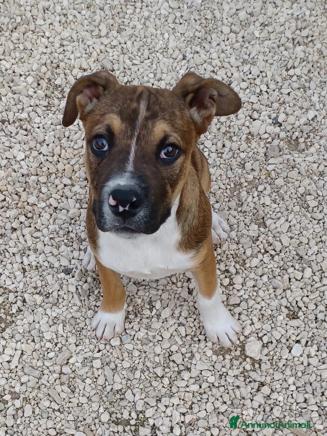 Meticcio cani in regalo: CHOCO MIX PITT - Annuncio 1