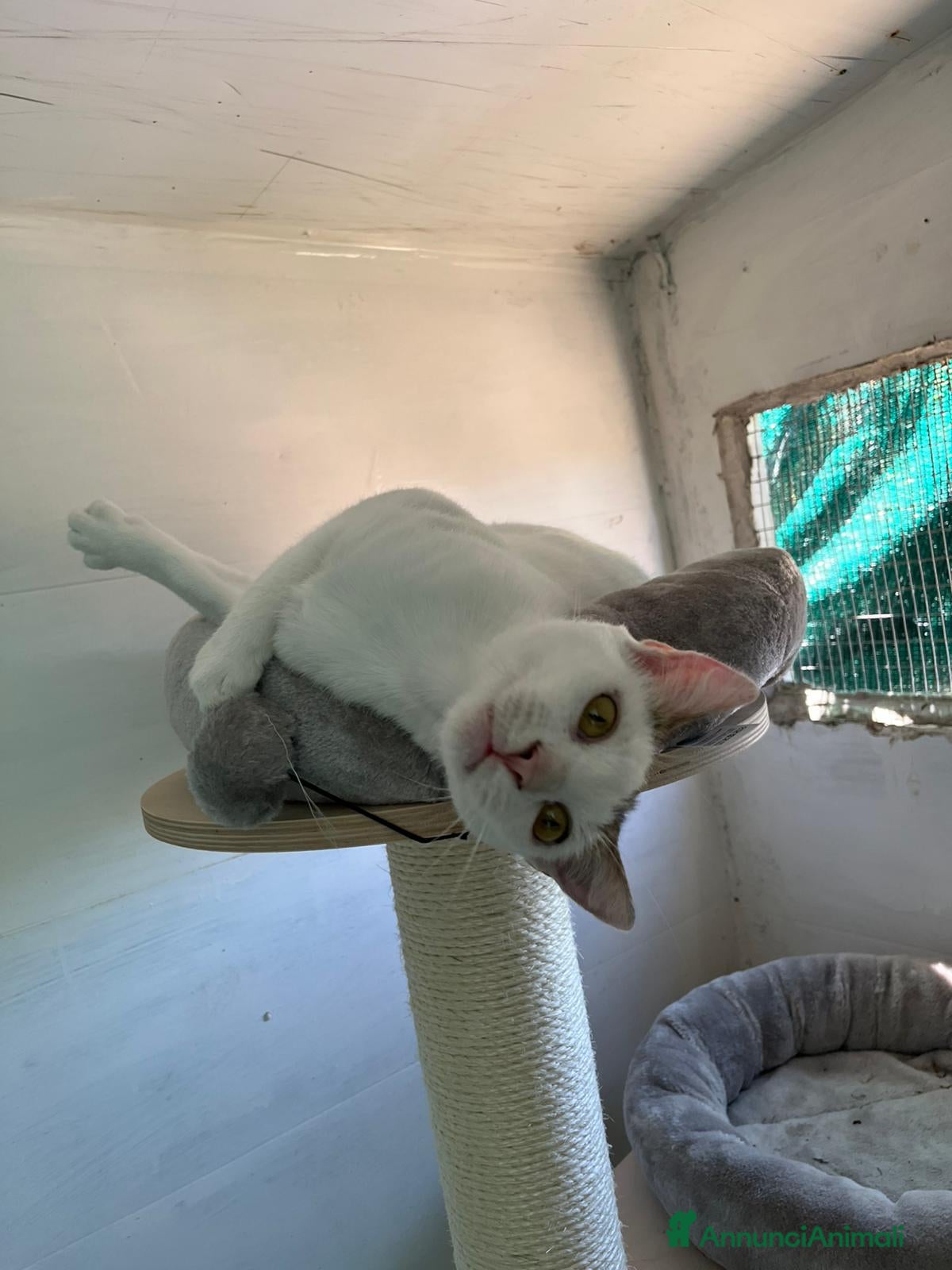 Europeo gatti Giovane gatta bianca dolcissima a Metropolitan City of Rome Capital - Annuncio 34