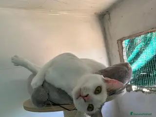 Europeo gatti Giovane gatta bianca dolcissima a Metropolitan City of Rome Capital - Annuncio 12