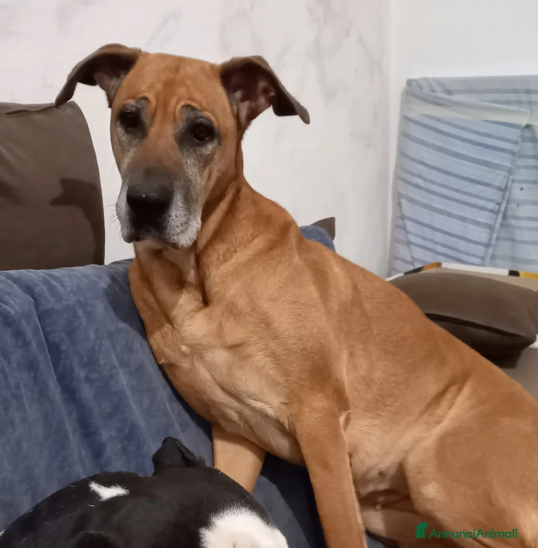 Cane Corso cani in regalo: Grandi ma bellissimi  - Annuncio 2