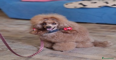 Barboncino cani - Annuncio 9