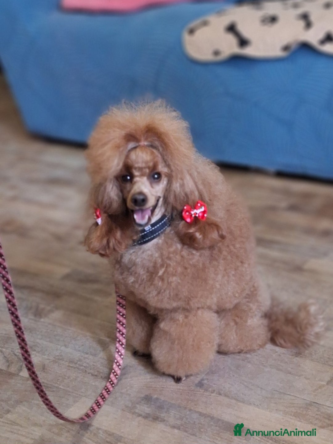 Barboncino cani in vendita: Cucciolata TOY RED con PEDIGREE ENCI + test - Annuncio 2