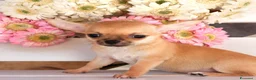 Chihuahua cani in vendita: Cuccioli chihuahua pedigree enci  - Annuncio 5