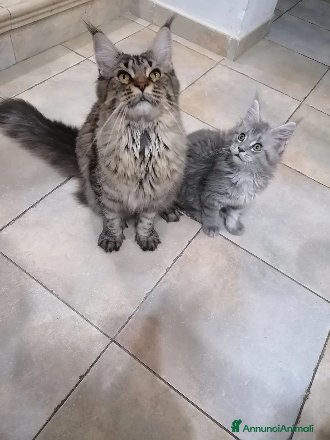 Maine Coon gatti in vendita: cuccioli Maine Coon - Annuncio 1
