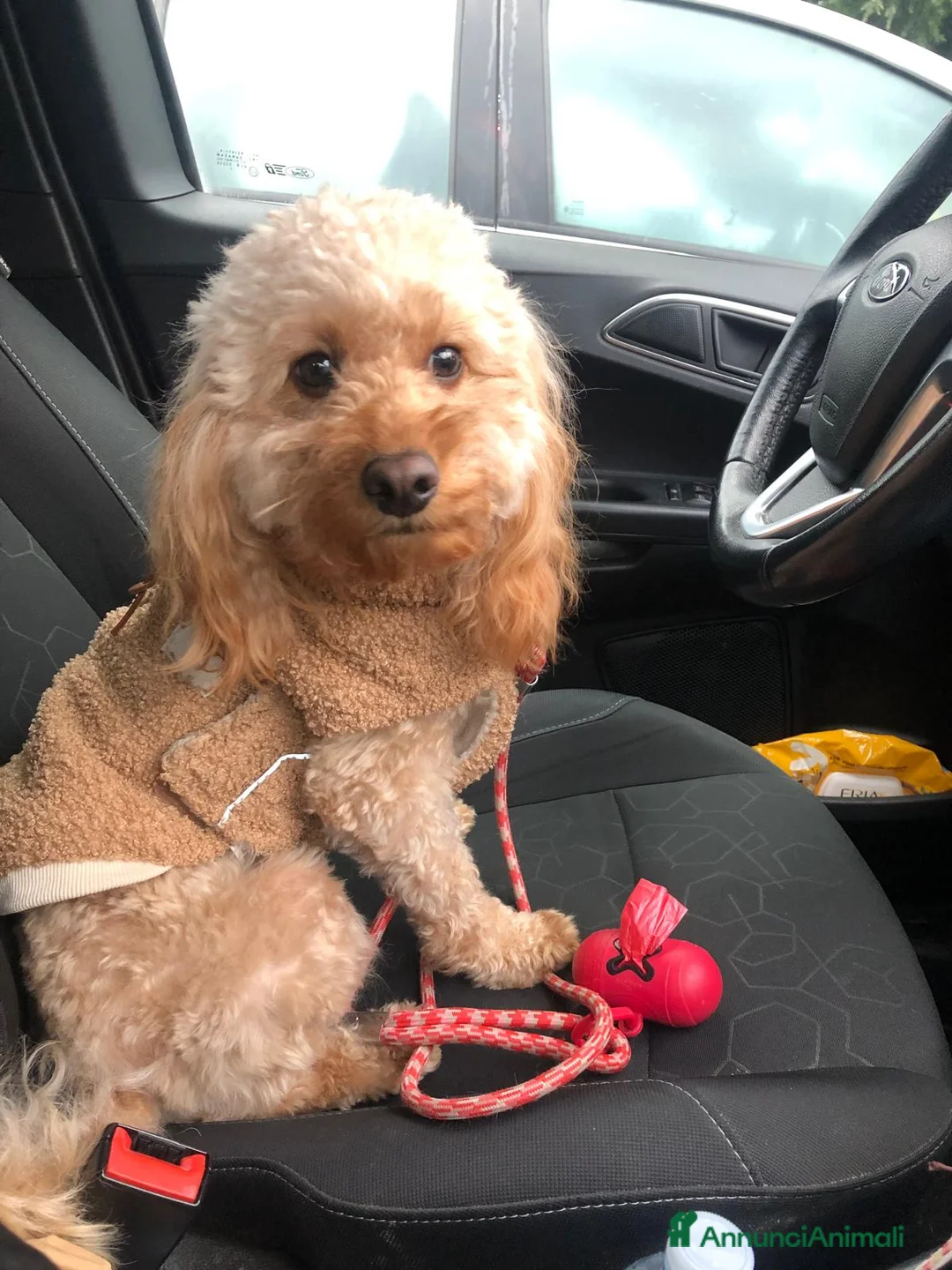 Cavapoo cani per accoppiamento: Cerco maschio cavapoo a Provincia di Varese - Annuncio 1