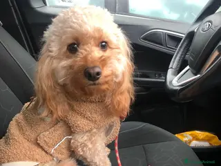 Cavapoo cani Cerco maschio cavapoo a Provincia di Varese - Annuncio 1