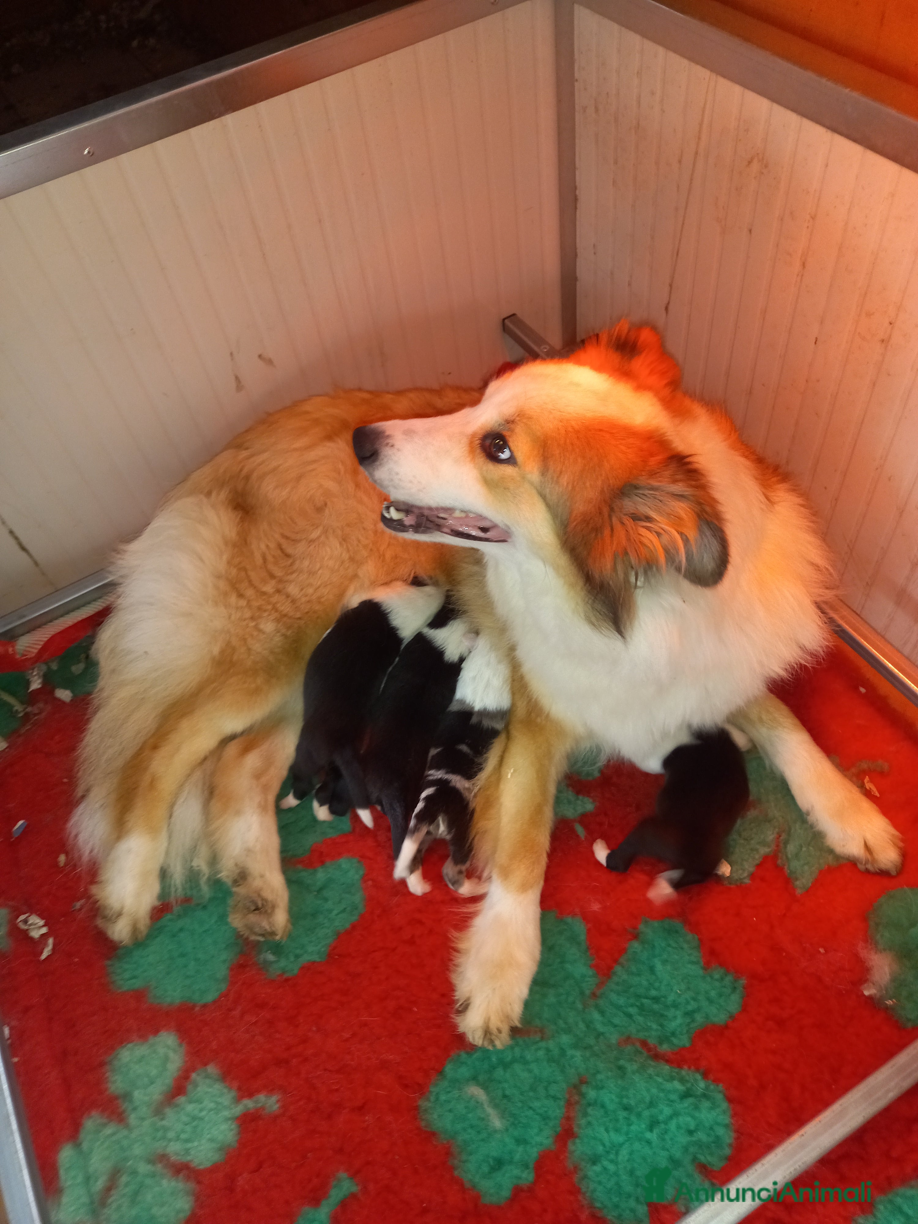 Border Collie cani Ultimo maschietto border collie blu merle - Annuncio 3