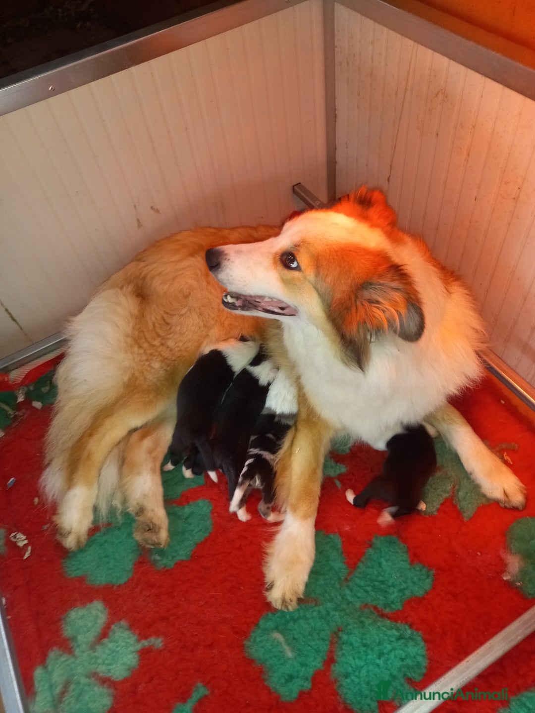 Border Collie cani in vendita: Ultimo maschietto border collie blu merle - Annuncio 1