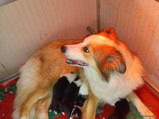 Border Collie cani Ultimo maschietto border collie blu merle - Annuncio 32