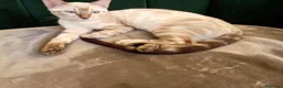 Bengala gatti in vendita: Bengala Snow Lynx femmina e Brown Spotted maschio  - Annuncio 5