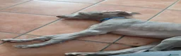 Weimaraner cani in vendita: Urgente ultimo cucciolo  - Annuncio 3