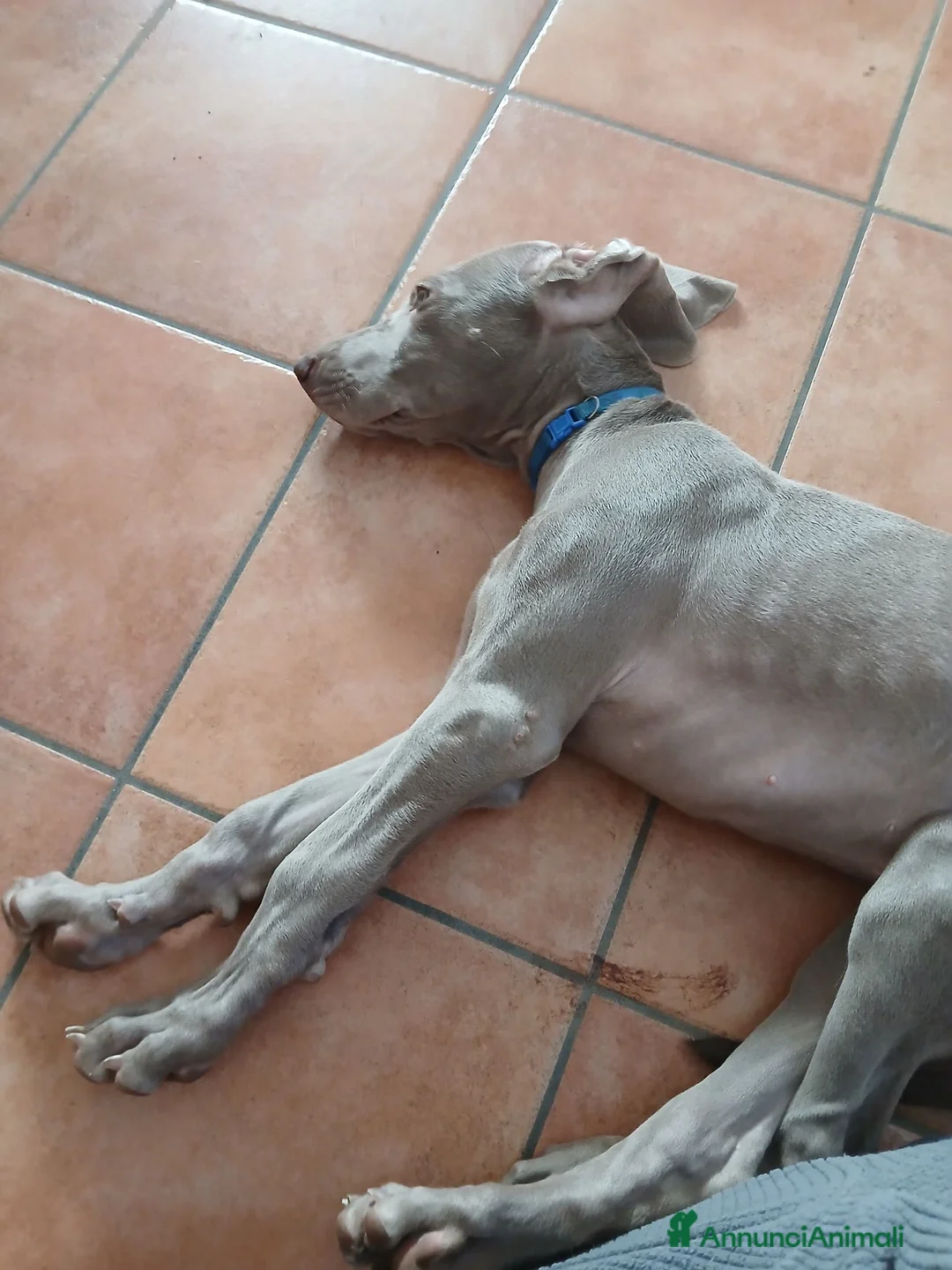 Weimaraner cani in vendita: Urgente ultimo cucciolo  - Annuncio 3