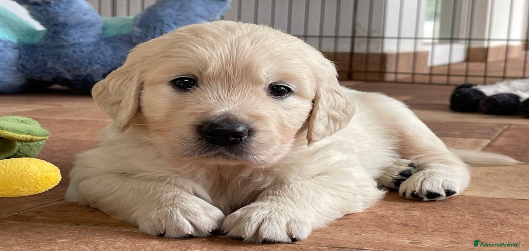 Immagine della galleria {{count}}