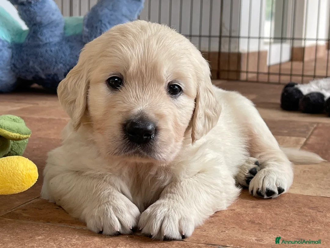 Immagine della galleria {{count}}