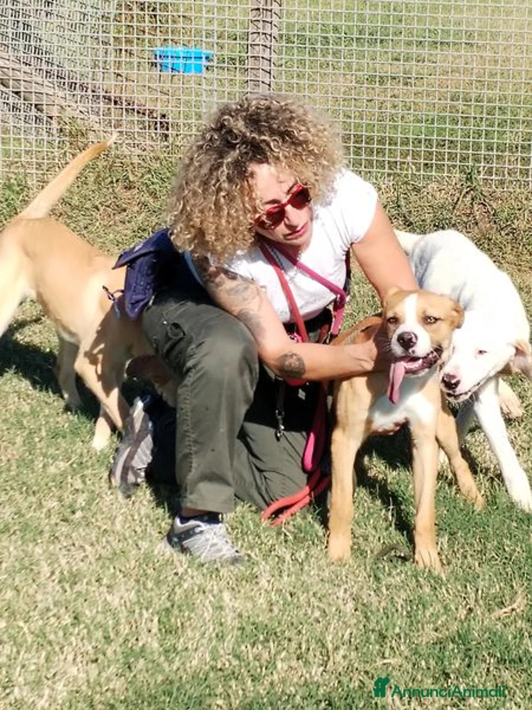 Meticcio cani in regalo: Kazuz non facciamolo crescere in canile a Provincia di Latina - Annuncio 4