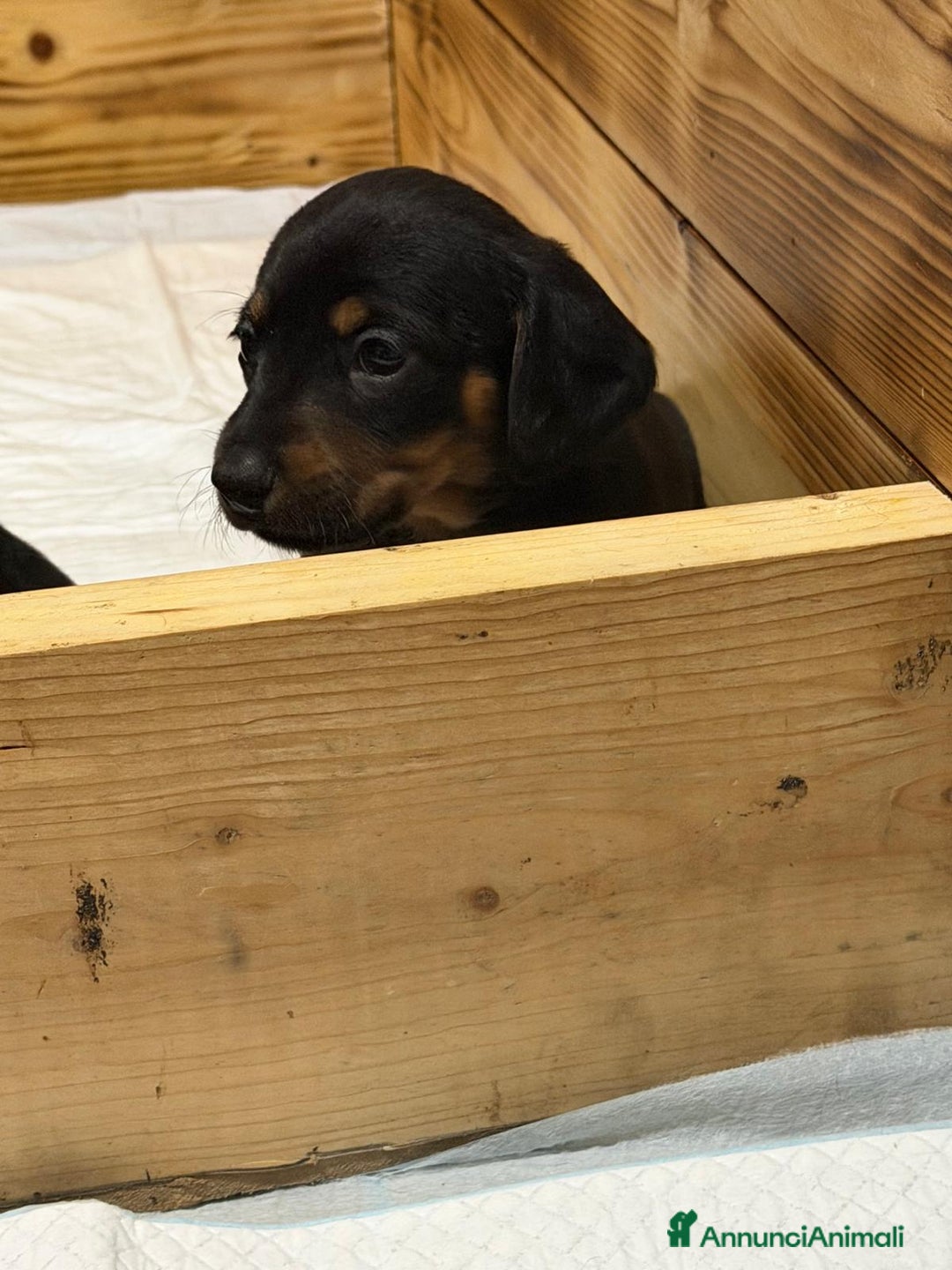 Bassotto cani in vendita: Bassotto  - Annuncio 2