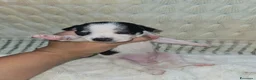 Chihuahua cani in vendita: Chihuahua toy  - Annuncio 7