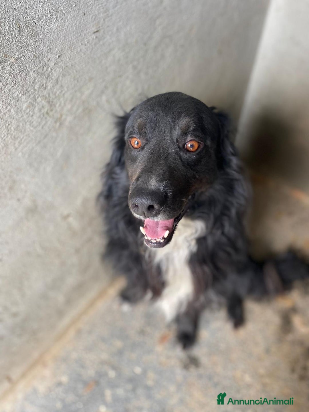 Meticcio cani in regalo: PRINCE occhi belli cerca casa - 7 anni  a Provincia di Latina - Annuncio 3
