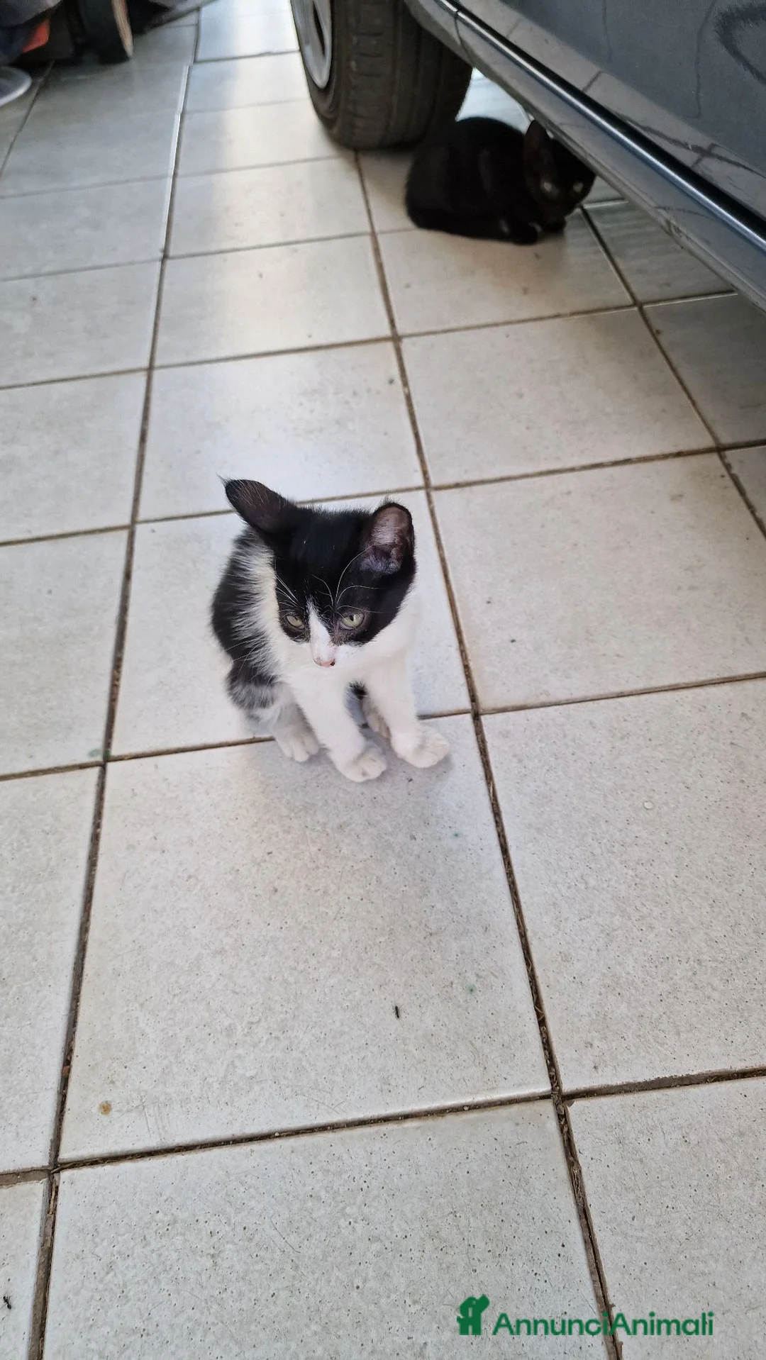 Meticcio gatti in regalo: Tre gattini da adottare in regalo a Provincia di Cosenza - Annuncio 2