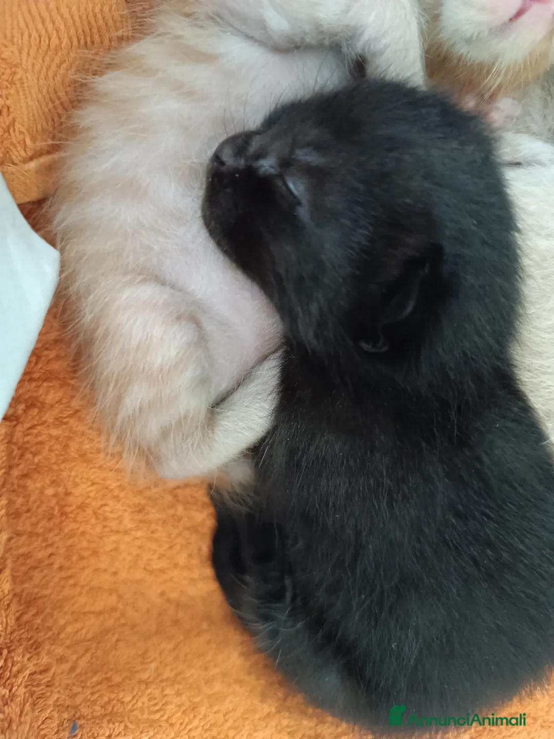 Altre razze gatti in regalo: Gattini - Annuncio 11