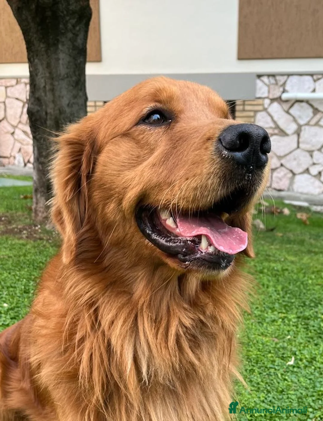Golden Retriever cani in vendita: Golden Retriever cuccioli americani 90% - Annuncio 3