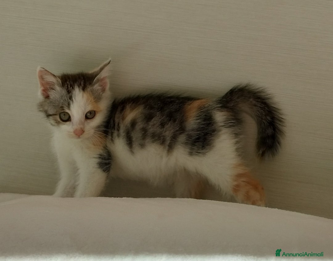 Europeo gatti in regalo: Simpatica micina tricolore - Annuncio 4