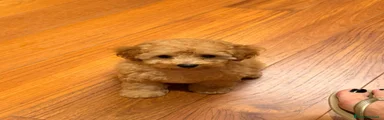 Barboncino Toy 1