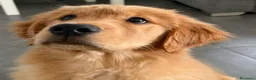 Golden Retriever cani in vendita: 2 Femmine Golden Retriever Americano 100% - Annuncio 6
