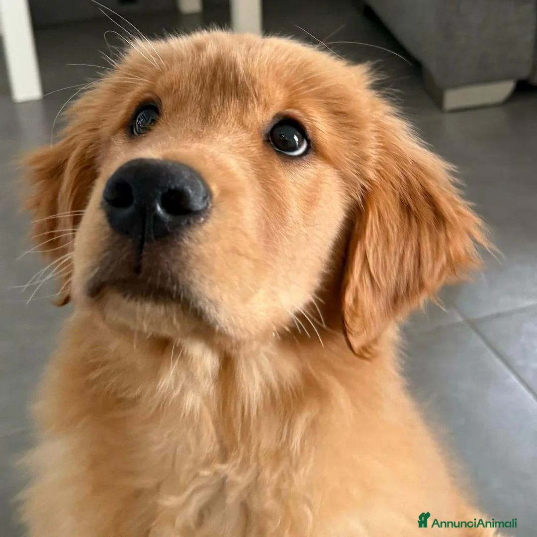 Golden Retriever cani in vendita: 2 Femmine Golden Retriever Americano 100% - Annuncio 6